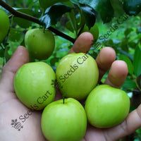 Indian Jujube Seeds — plant growing in garden | Non-GMO vegetable seeds | SeedsCart