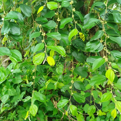 Indian Jujube Seeds (Ziziphus mauritiana)