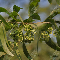 Acacia auriculiformis