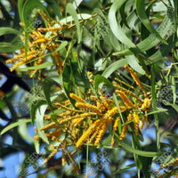 Acacia auriculiformis