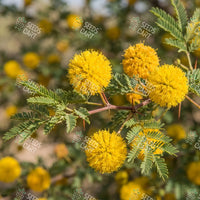 Acacia farnesiana Seeds (The Cassie Flower)