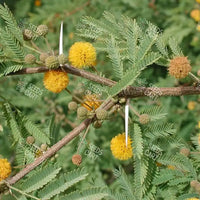 Acacia farnesiana Seeds (The Cassie Flower)