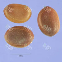 Acacia farnesiana Seeds (The Cassie Flower)