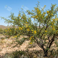 Acacia farnesiana Seeds (The Cassie Flower)
