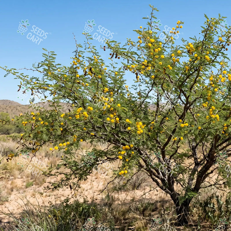 Acacia farnesiana Seeds (The Cassie Flower)
