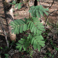 Acacia leucophloea