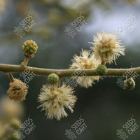Acacia leucophloea