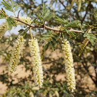 Acacia senegal Seeds (Gum Acacia)