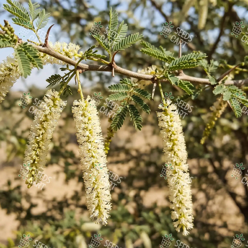 Acacia senegal Seeds (Gum Acacia)