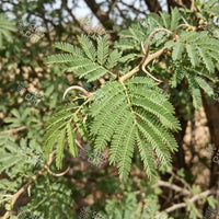Acacia senegal Seeds (Gum Acacia)