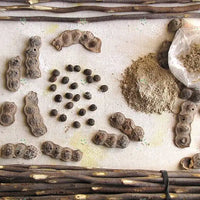 Acacia senegal Seeds (Gum Acacia)