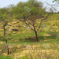 Acacia senegal Seeds (Gum Acacia)