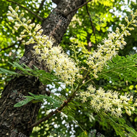 Adenanthera microsperma Seeds (Red wood)