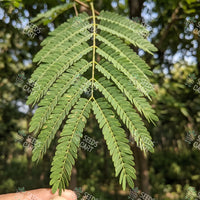 Adenanthera microsperma Seeds (Red wood)