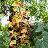 Adenanthera microsperma Seeds (Red wood)
