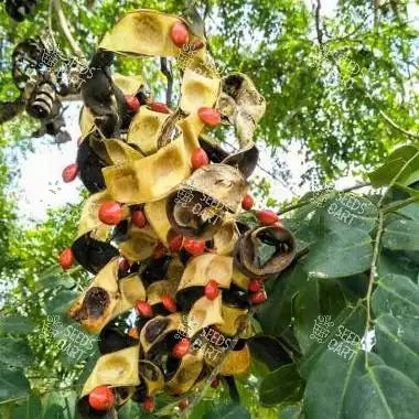 Adenanthera microsperma Seeds (Red wood)