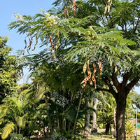 Adenanthera microsperma Seeds (Red wood)