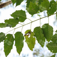 Ailanthus excelsa Seeds (Indian Tree of Heaven)