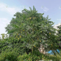 Ailanthus excelsa Seeds (Indian Tree of Heaven)