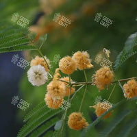 Albizia odoratissima Seeds (Ceylone rosewood)