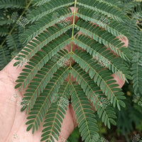Albizia odoratissima Seeds (Ceylone rosewood)