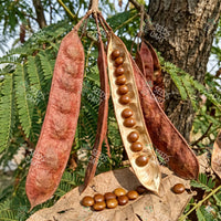 Albizia odoratissima Seeds (Ceylone rosewood)