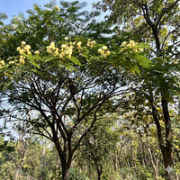Albizia odoratissima Seeds (Ceylone rosewood)
