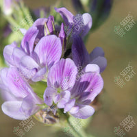 Alfalfa Seeds (Medicago sativa)