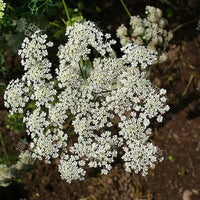 Ammi majus Seeds (Bishops flower)
