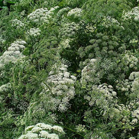 Ammi majus Seeds (Bishops flower)