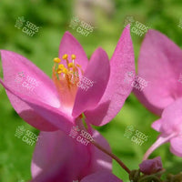 Antigonon leptopus Seeds (Coral creeper)