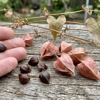 Antigonon leptopus Seeds (Coral creeper)