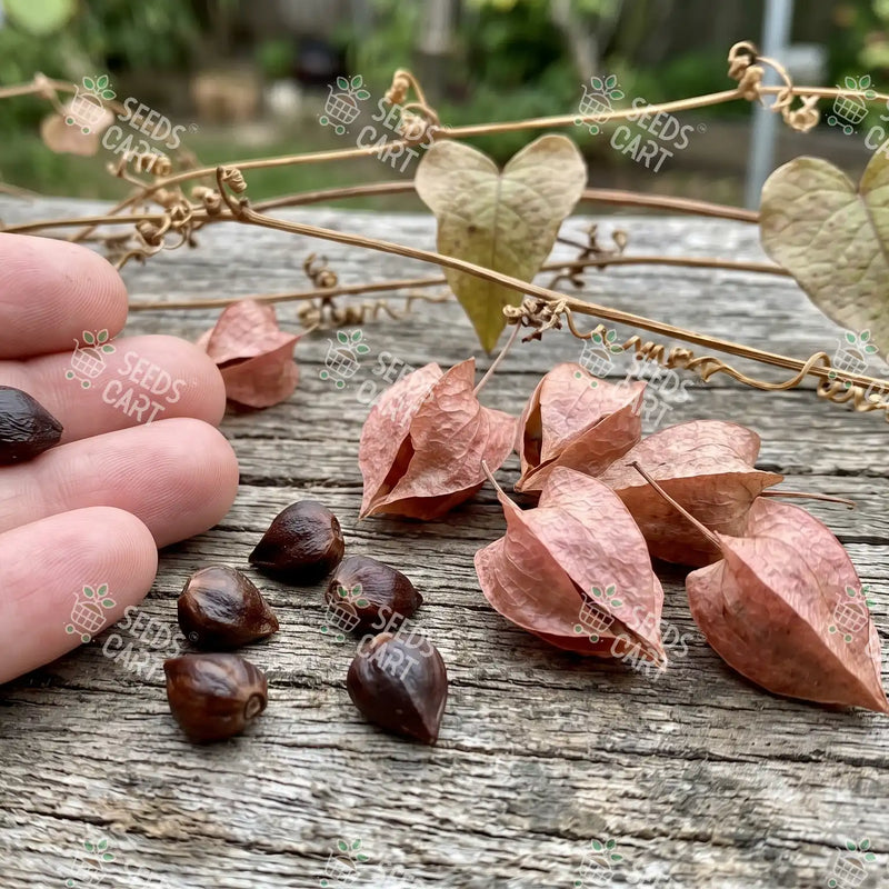 Antigonon leptopus Seeds (Coral creeper)