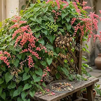 Antigonon leptopus Seeds (Coral creeper)