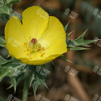 Argemone mexicana Seeds (Mexican poppy)