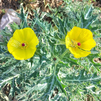 Argemone mexicana Seeds (Mexican poppy)
