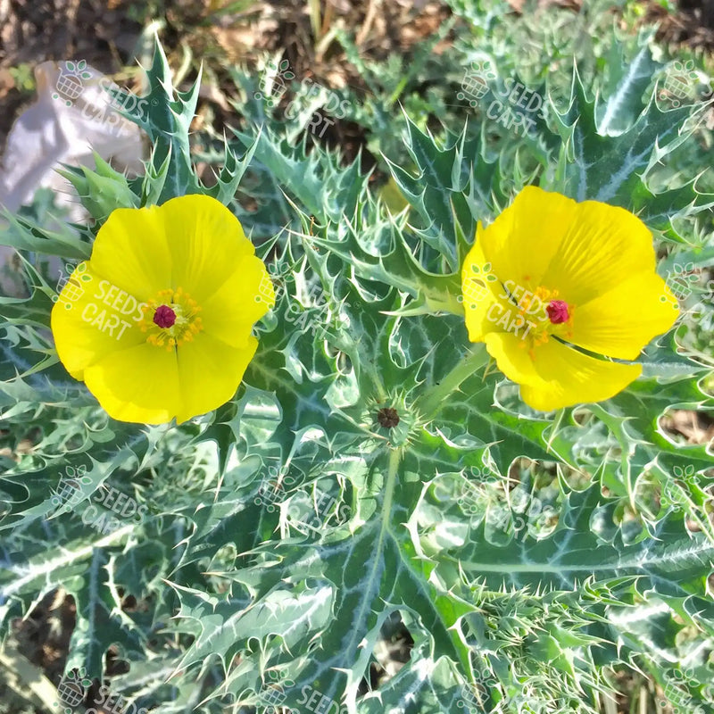 Argemone mexicana Seeds (Mexican poppy)