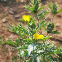 Argemone mexicana Seeds (Mexican poppy)