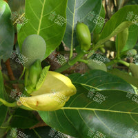 Artocarpus heterophyllus Seeds (Jackfruit)