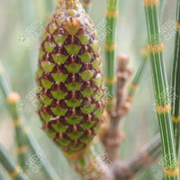 Beach Sheoak Seeds (Casuarina equisetifolia)