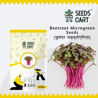 Beetroot Microgreen Seeds — fresh microgreens harvest | 7-day ready | SeedsCart