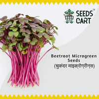 Beetroot Microgreen Seeds — microgreens sprouting | Grow indoors India | SeedsCart