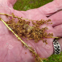 Bischofia javanica Seeds (Bishop Wood)