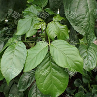 Bischofia javanica Seeds (Bishop Wood)