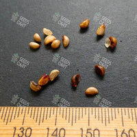 Bischofia javanica Seeds (Bishop Wood)