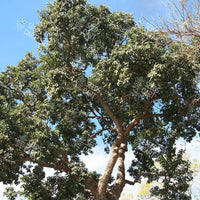 Bischofia javanica Seeds (Bishop Wood)