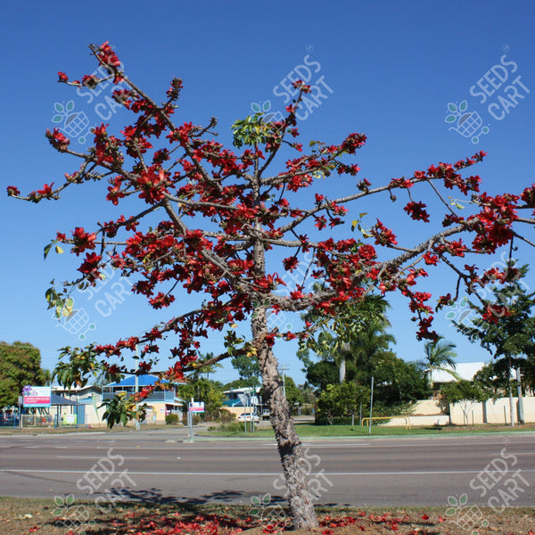 Bombax ceiba