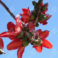 Bombax ceiba