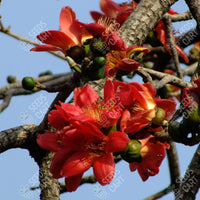 Bombax ceiba