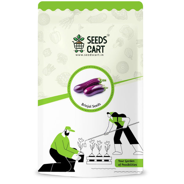 Brinjal Seeds — seed packet | Buy vegetable seeds online India | SeedsCart